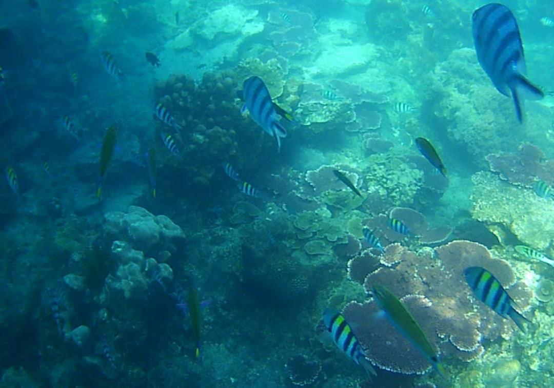 Juara Bay Resort Đảo Tioman Ngoại thất bức ảnh